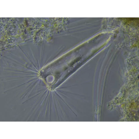 Cámara de alta Velocidad BRESSER MikroCamII 0.4 UHSP para Microscopio