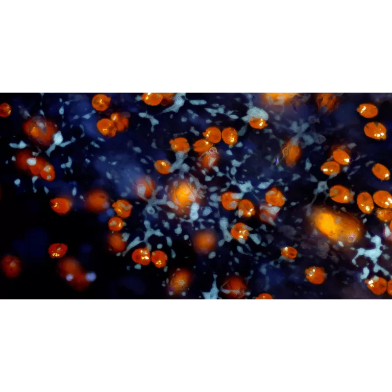 Cámara de Microscopio BRESSER MikroCamII 9MP 4K 1''