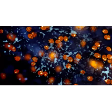 Cámara de Microscopio BRESSER MikroCamII 9MP 4K 1''