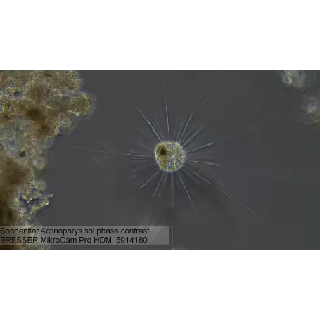 Câmera de microscópio BRESSER MikroCam PRO HDMI