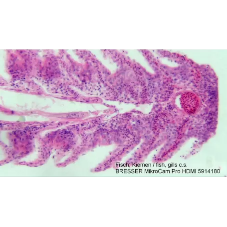 Câmera de microscópio BRESSER MikroCam PRO HDMI