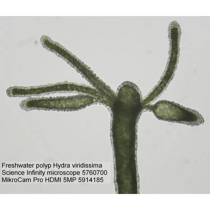 Cámara para Microscopios BRESSER MikroCam PRO HDMI 5MP