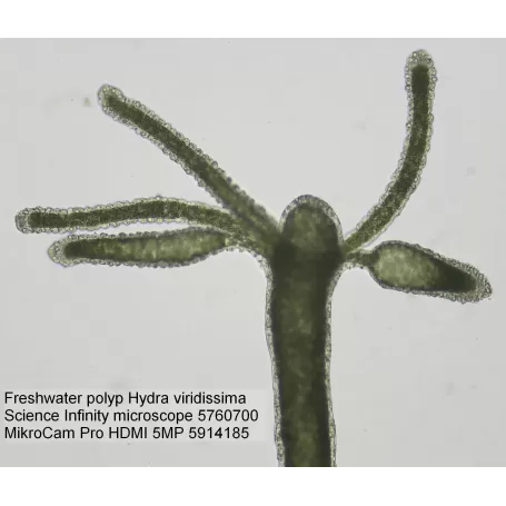 Cámara para Microscopios BRESSER MikroCam PRO HDMI 5MP