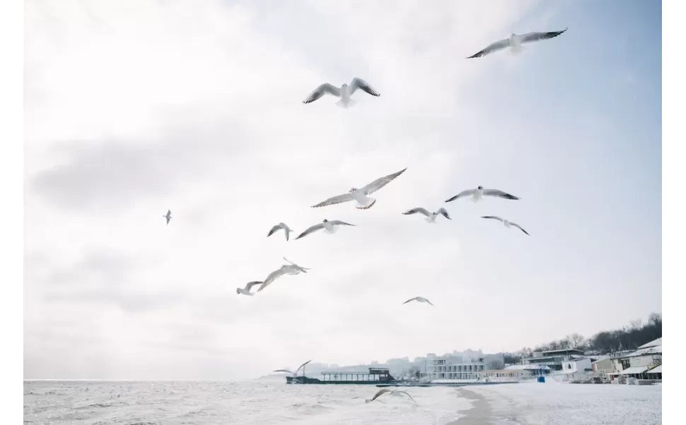 Quais são os melhores binóculos para observação de pássaros? Quais são os melhores binóculos para observação de pássaros?