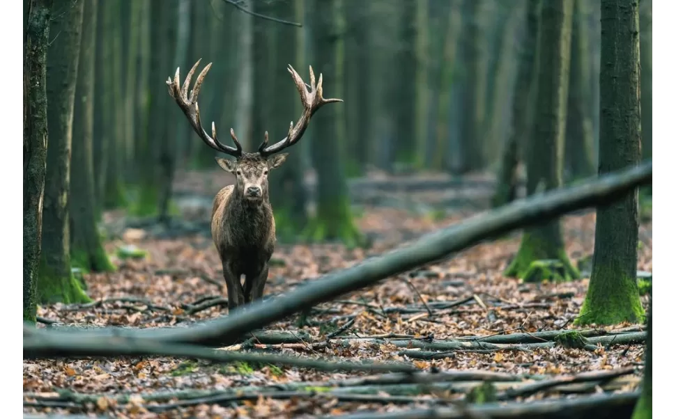 Principais características da câmera térmica E20Plus Principais características da câmera térmica E20Plus